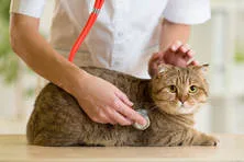 A veterinarian examines a tabby cat with a stethoscope