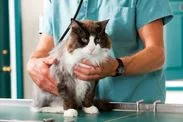 A technician holds a fluffy cat on the exam table