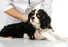 A veterinarian examines a Cavalier King Charles spaniel