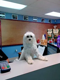 A fluffy white dog sitting on the reception counter