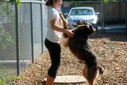 A staff member plays with a dog at Kozy Kennels