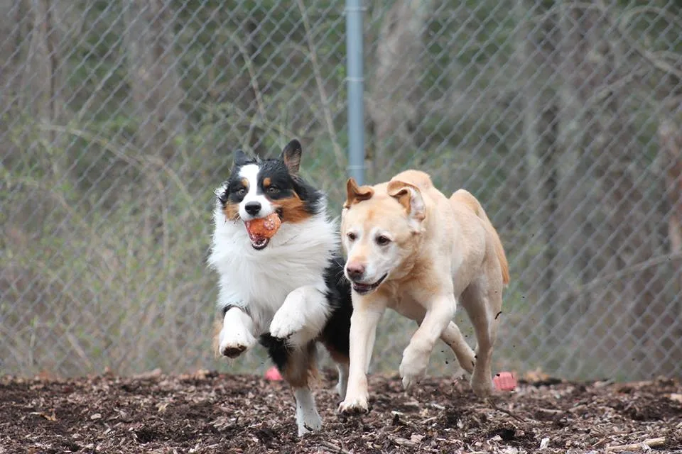 Dogs playing together in the Kozy Kennels yard