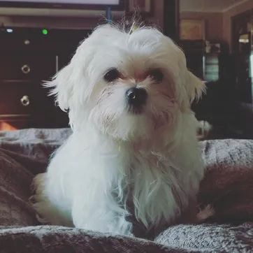Louie