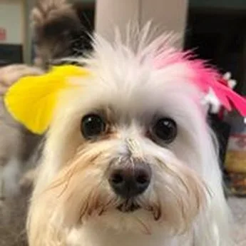 Sophia
