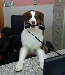 An Australian shepherd holding a telephone receiver at the front desk