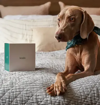 A Weimaraner resting on a bed beside a Koala delivery box